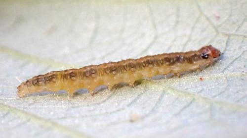 Syndemis musculana